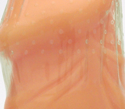全体にドットがあります。