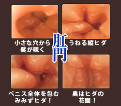 縦ヒダでペニスを包み込むアナルは是非ともご賞味ください。
