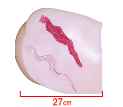 本体サイズです。ヴァギナとアナルの二穴仕様。