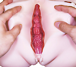 ヴァギナの内部構造です。女性の膣内を完全再現しました。