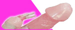 Х֡ҵ